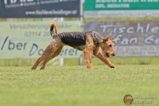 Ein Bild, das Text, Gras, Hund, Sugetier enthlt.

Automatisch generierte Beschreibung