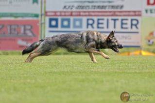 Ein Bild, das Text, Gras, drauen, Hund enthlt.

Automatisch generierte Beschreibung