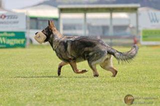 Ein Bild, das Gras, Hund, drauen, Frisbee enthlt.

Automatisch generierte Beschreibung