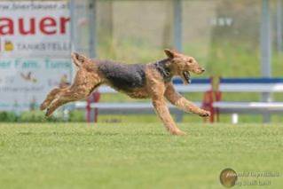 Ein Bild, das Text, Gras, drauen, Hund enthlt.

Automatisch generierte Beschreibung