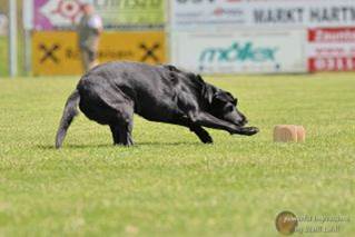 Ein Bild, das Gras, Hund, Feld, drauen enthlt.

Automatisch generierte Beschreibung