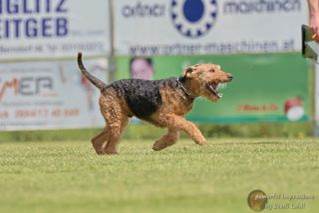 Ein Bild, das Text, Gras, Hund enthlt.

Automatisch generierte Beschreibung