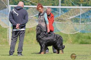 Ein Bild, das Gras, drauen, Person, Hund enthlt.

Automatisch generierte Beschreibung