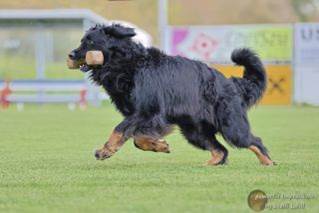 Ein Bild, das Gras, Hund, drauen, Schwarz enthlt.

Automatisch generierte Beschreibung