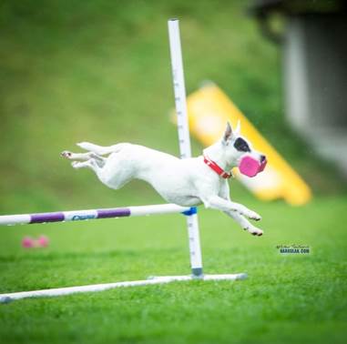 Ein Bild, das Gras, Sport, drauen, Sugetier enthlt.

KI-generierte Inhalte knnen fehlerhaft sein.