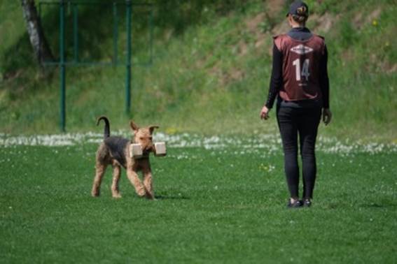 Ein Bild, das Gras, drauen, Hunderasse, Polizeihund enthlt.

KI-generierte Inhalte knnen fehlerhaft sein.