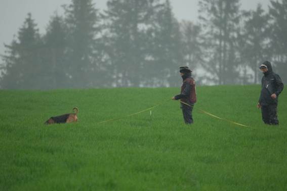 Ein Bild, das Gras, drauen, Baum, Feld enthlt.

KI-generierte Inhalte knnen fehlerhaft sein.