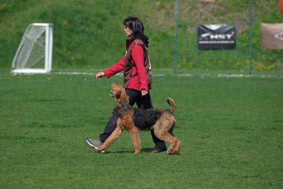 Ein Bild, das Gras, drauen, Hunderasse, Deutscher Schferhund enthlt.

KI-generierte Inhalte knnen fehlerhaft sein.