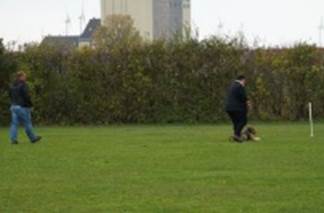 Beschreibung: Ein Bild, das Gras, drauen, Hunderasse, Haustier enthlt.

Automatisch generierte Beschreibung