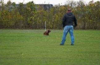 Beschreibung: Ein Bild, das Gras, drauen, Hunderasse, Hund enthlt.

Automatisch generierte Beschreibung