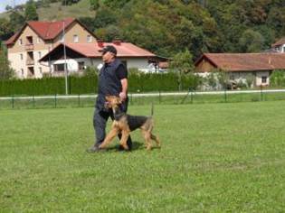 Ein Bild, das Gras, drauen, Hund, Hunderasse enthlt.

KI-generierte Inhalte knnen fehlerhaft sein.