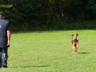 Ein Bild, das Gras, drauen, Hund, Hunderasse enthlt.

KI-generierte Inhalte knnen fehlerhaft sein.