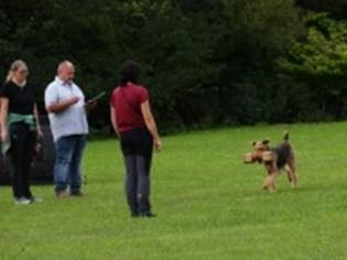 Ein Bild, das Gras, drauen, Person, Hund enthlt.

KI-generierte Inhalte knnen fehlerhaft sein.