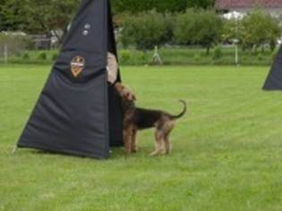 Ein Bild, das Gras, drauen, Sugetier, Hund enthlt.

KI-generierte Inhalte knnen fehlerhaft sein.